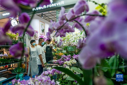 斗南花市设计方案[斗南花市一年能挣多少钱]